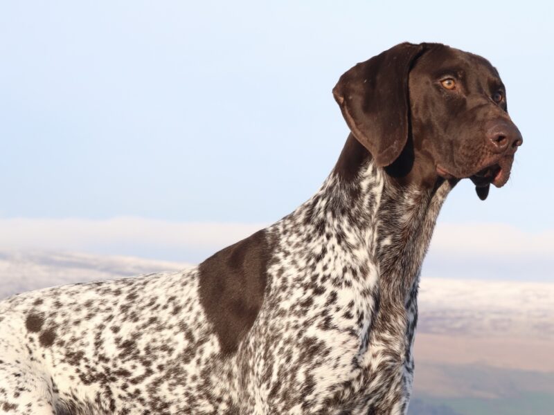 Exceptional Gsp standing at stud