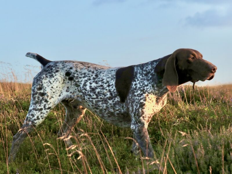 Exceptional Gsp standing at stud