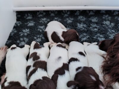 Stunning English Springer Spaniel Pups For Sale