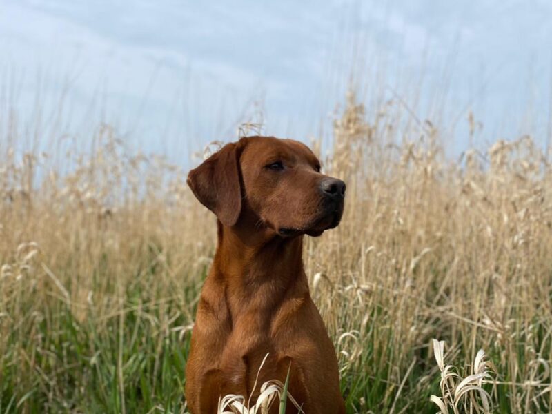 *EXTENSIVELY HEALTH TESTED* DARK FOX RED LABRADOR STUD