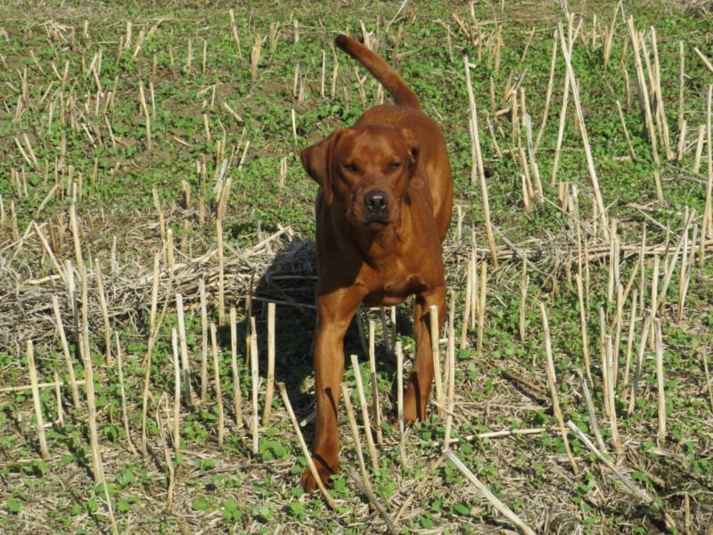 *EXTENSIVELY HEALTH TESTED* DARK FOX RED LABRADOR STUD