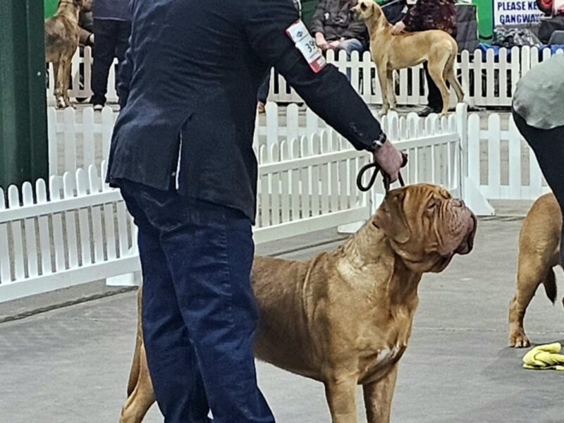 Proven - Active Show Dog - Dogue De Bordeaux Stud