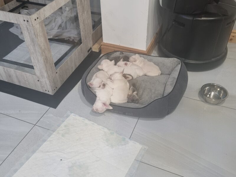 Platinum and lilac french bulldog puppies