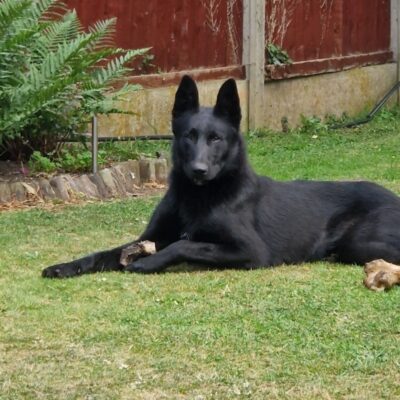 Beautiful strong malinois Stud