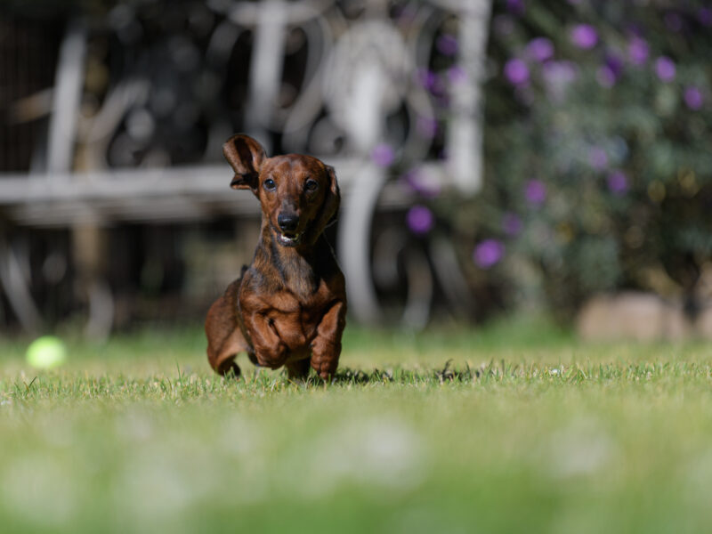 Leprima Dachshunds Rodney