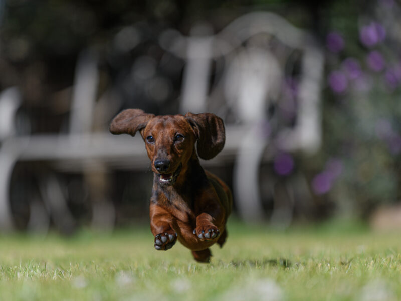 Leprima Dachshunds Rodney