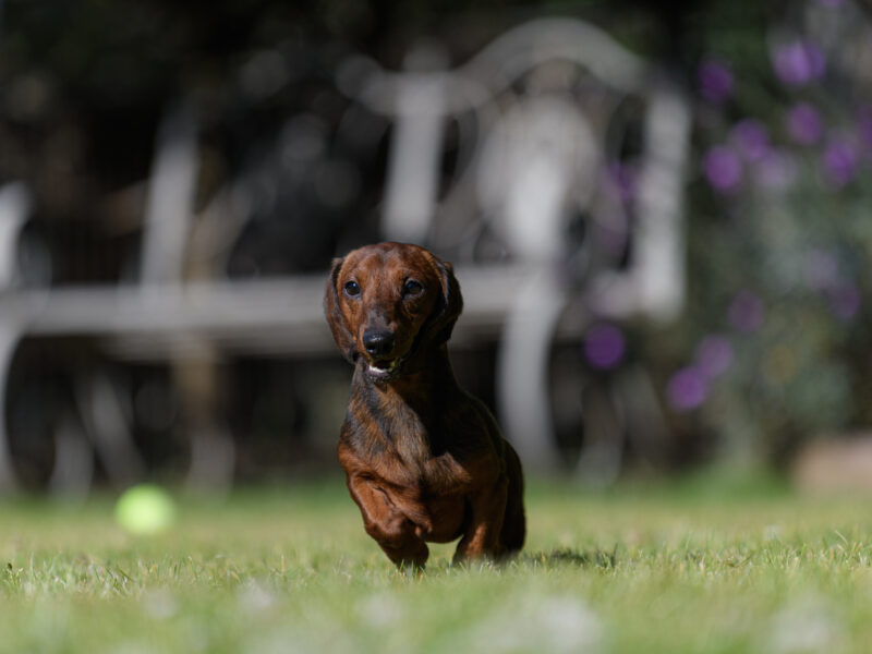Leprima Dachshunds Rodney