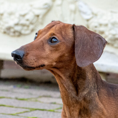Leprima Dachshunds Delboy