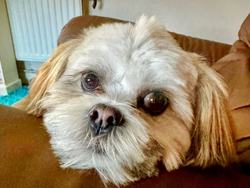 Lhasa Apso KC reg excellent pedigree for stud