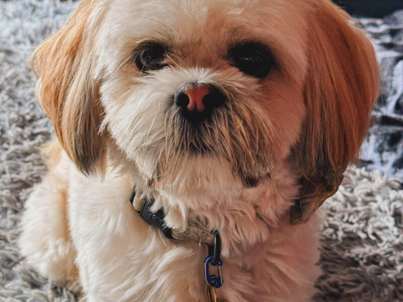 Lhasa Apso KC reg excellent pedigree for stud