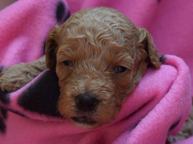 Proven red Cockapoo stud