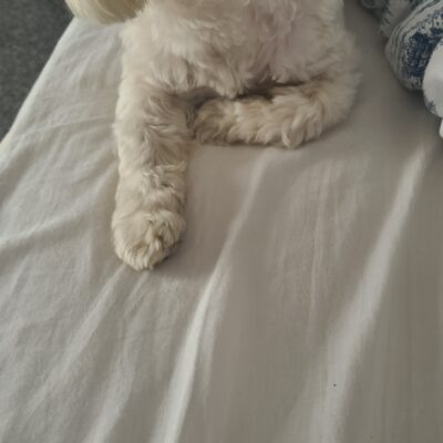 Pippo (male)