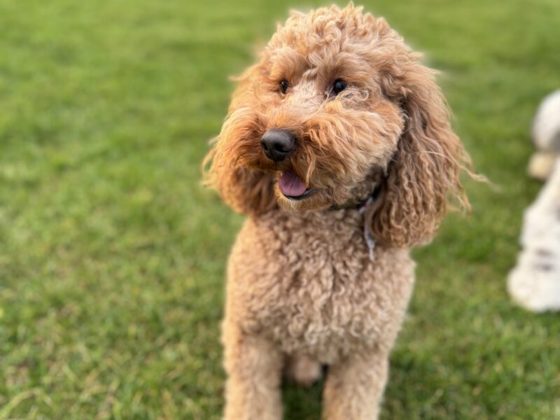 Proven red Cockapoo stud
