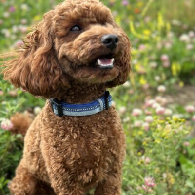 Deep red miniature poodle