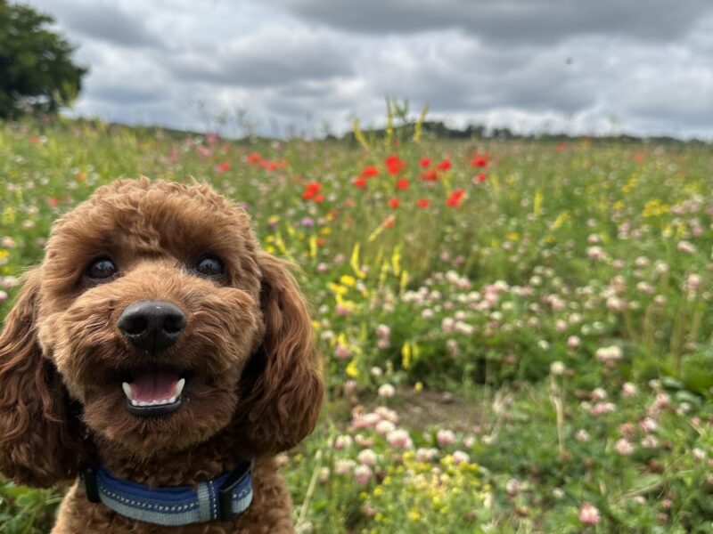 Deep red miniature poodle