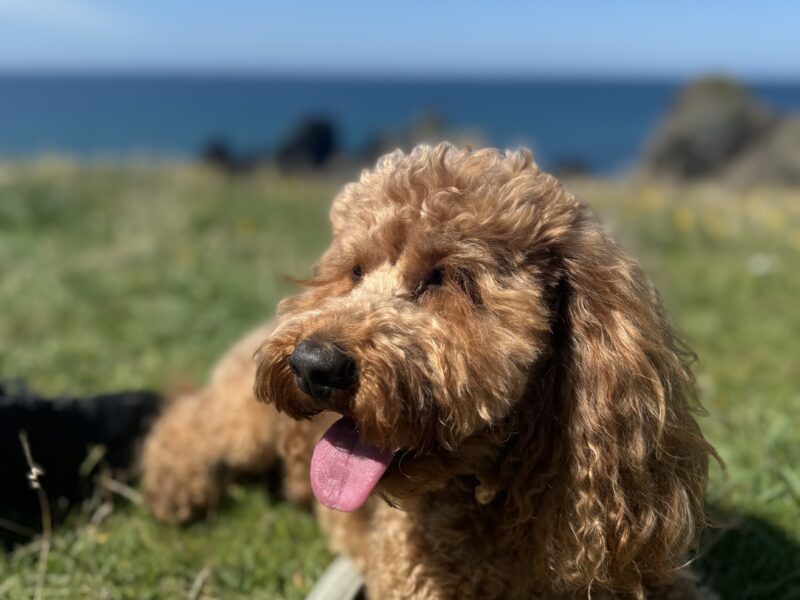 Proven red Cockapoo stud