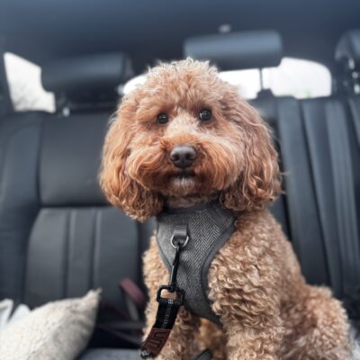 Proven red Cockapoo stud
