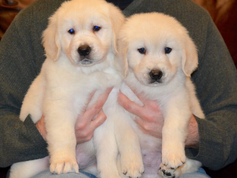 Stunning KC registered Cream Golden Retriever Puppies for sale