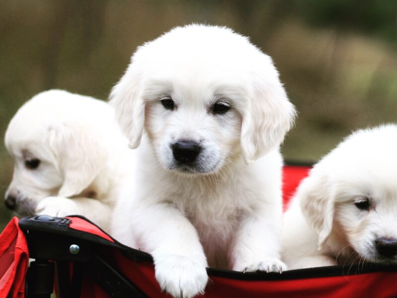 Stunning KC registered Cream Golden Retriever Puppies for sale