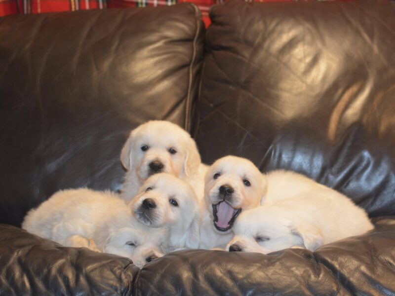 Stunning KC registered Cream Golden Retriever Puppies for sale