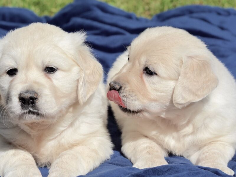 Stunning KC registered Cream Golden Retriever Puppies for sale