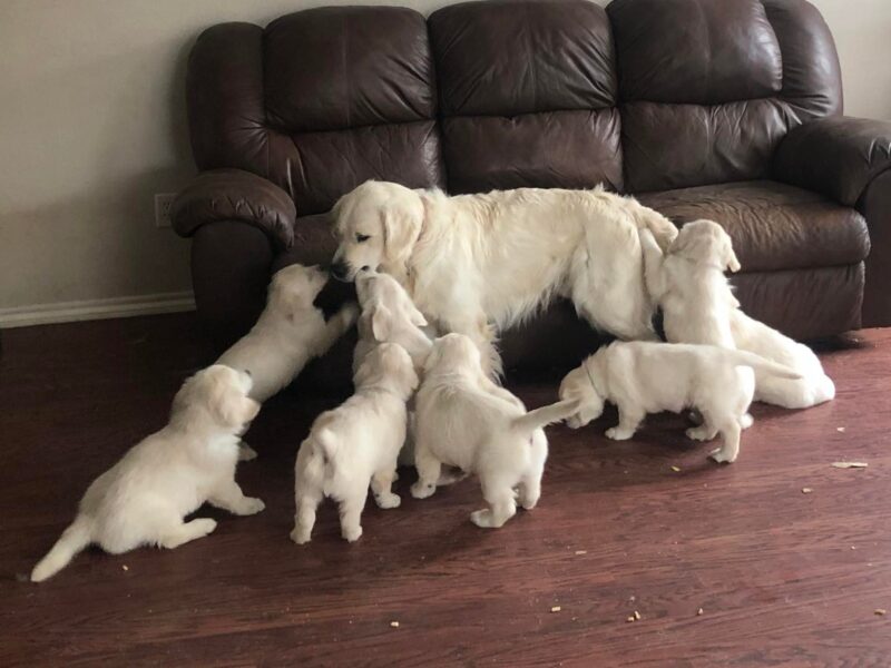 Stunning KC registered Cream Golden Retriever Puppies for sale