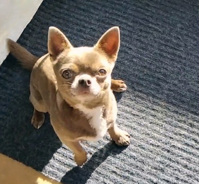 KC reg - Health tested Proven STUD