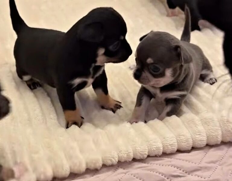 KC reg - Health tested Proven STUD