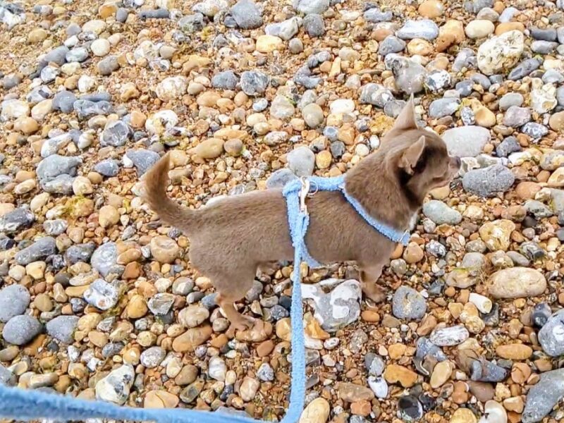 KC reg - Health tested Proven STUD