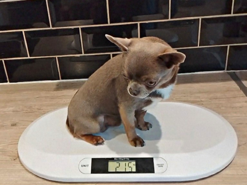 KC reg - Health tested Proven STUD