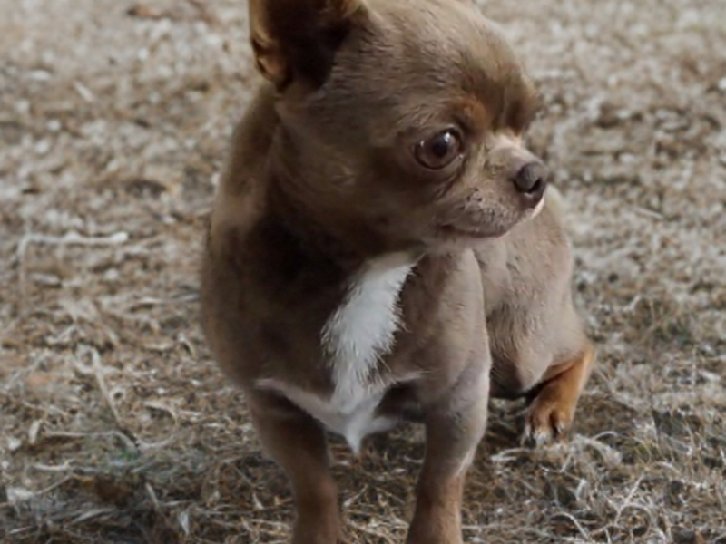 KC reg - Health tested Proven STUD