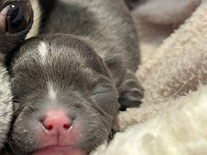 KC reg - Health tested Proven STUD