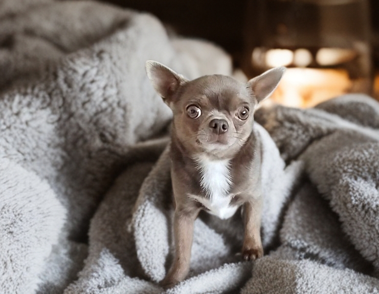 KC reg - Health tested Proven STUD