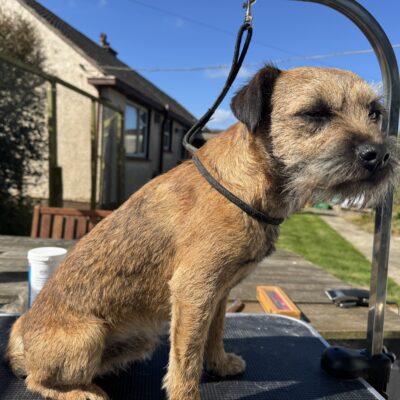 Border Terrier for Stud.