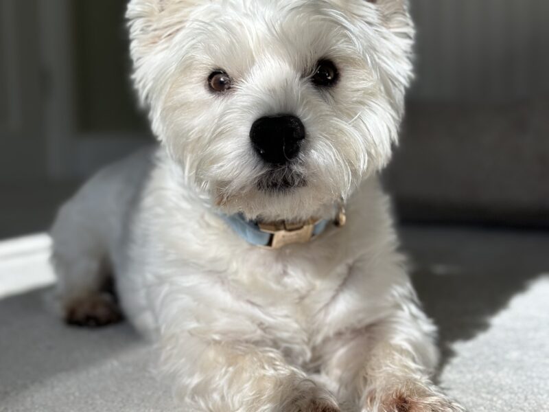 West Highland Terrier - Murphy