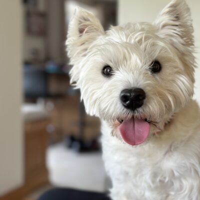 West Highland Terrier - Murphy