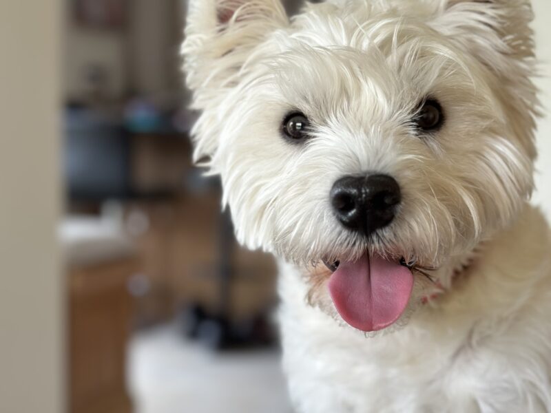 West Highland Terrier - Murphy