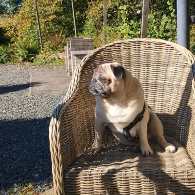✨ Pedigree 6-Year-Old Pug Stud Dog Available – KC Registered ✨