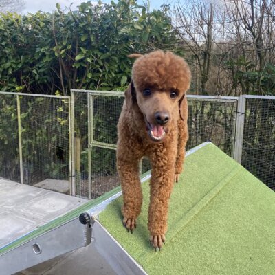 KC Red miniature poodle stud