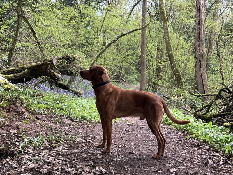 Hungarian Vizsla x Fox Red Labrador