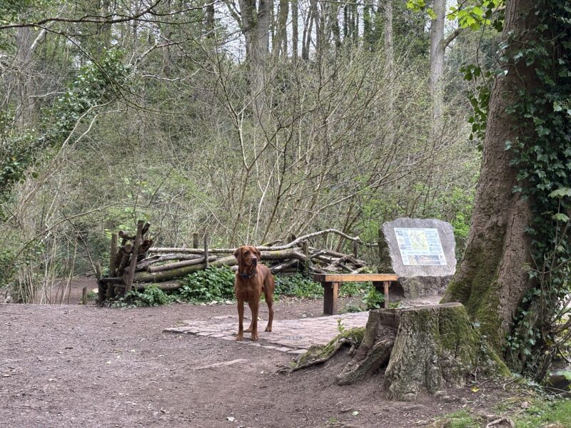 Hungarian Vizsla x Fox Red Labrador