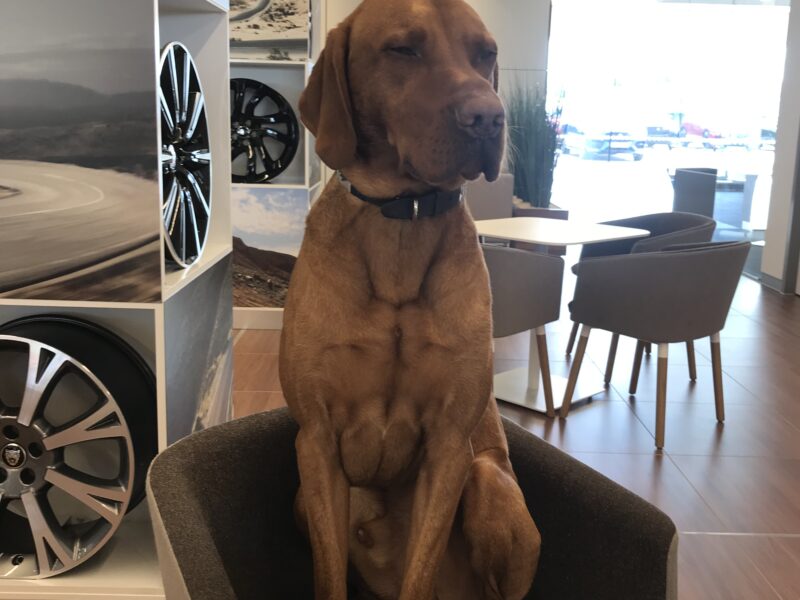 Hungarian Vizsla x Fox Red Labrador