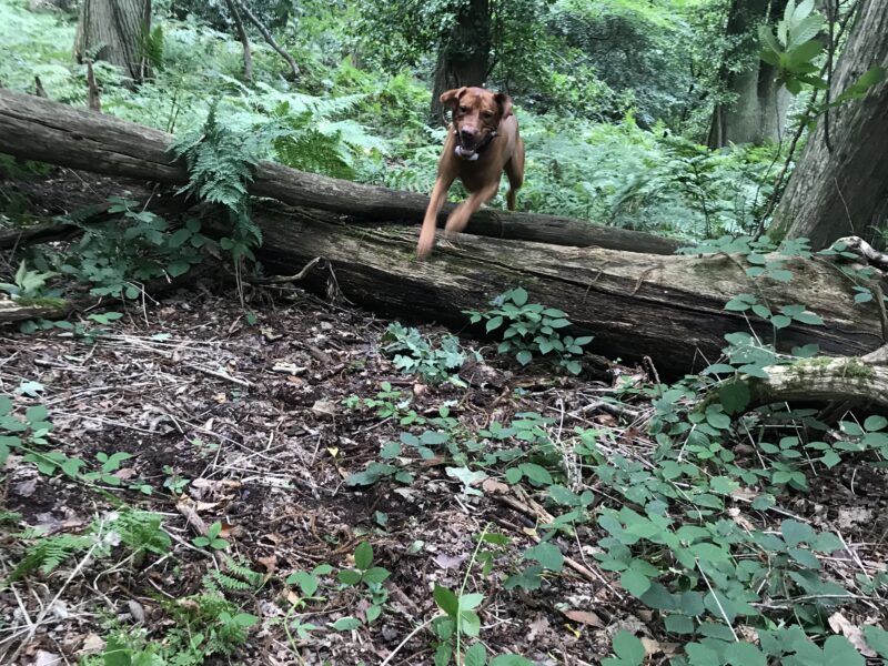 Hungarian Vizsla x Fox Red Labrador