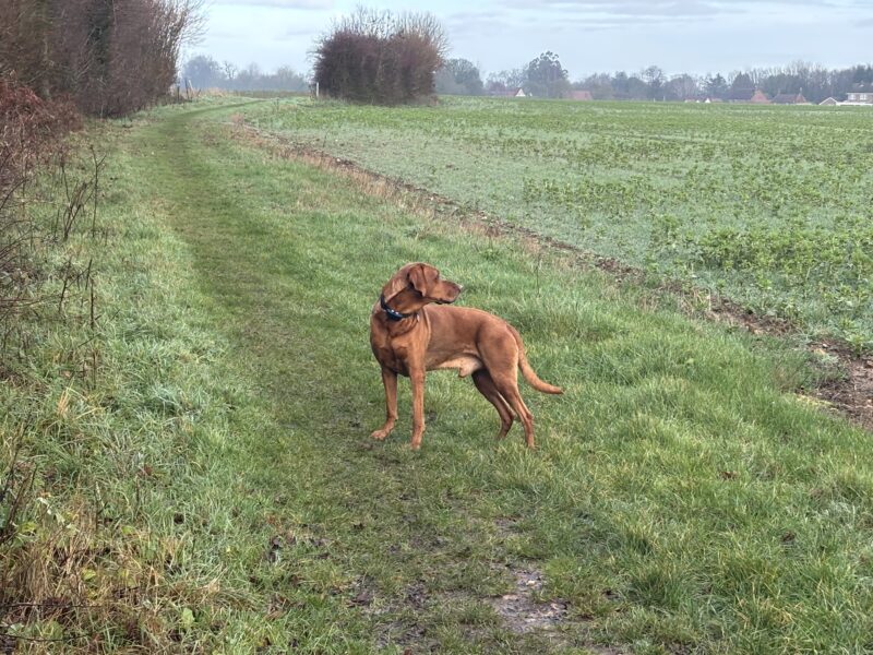 Hungarian Vizsla x Fox Red Labrador