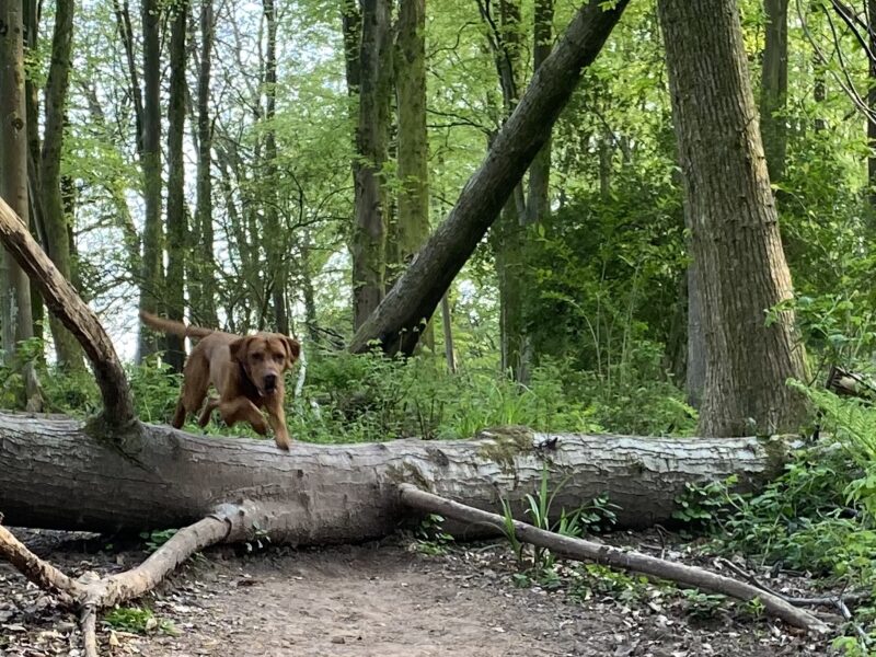 Hungarian Vizsla x Fox Red Labrador