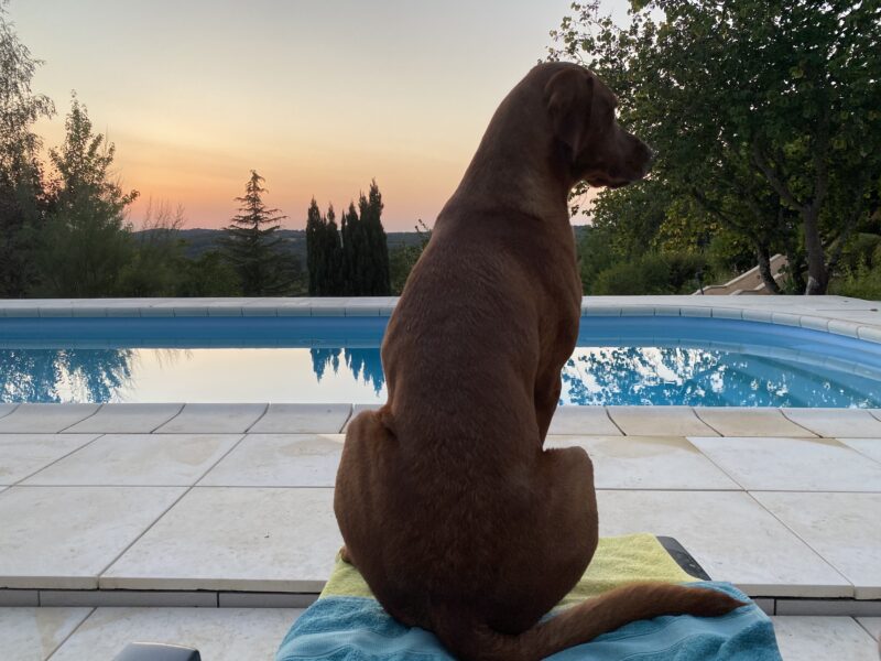 Hungarian Vizsla x Fox Red Labrador