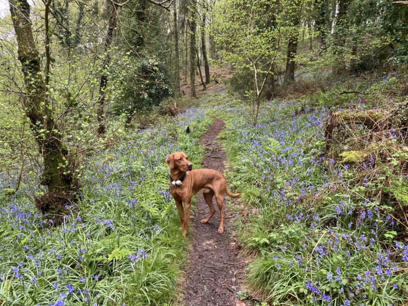 Hungarian Vizsla x Fox Red Labrador