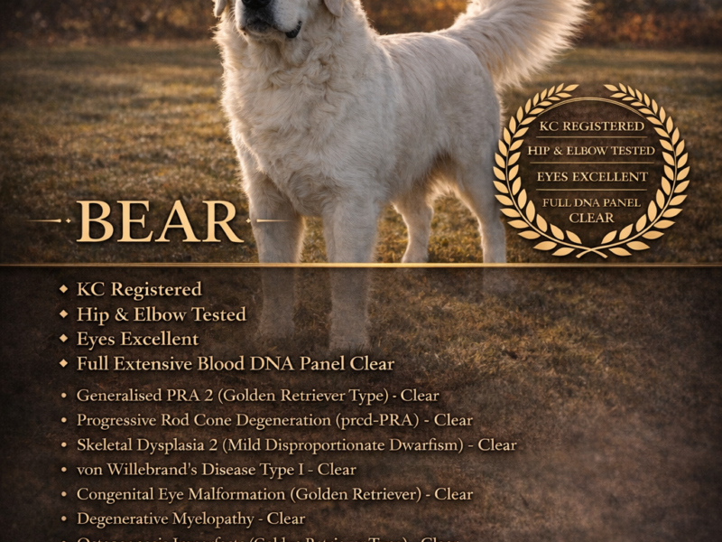 Fully DNA clear ict 1&2 clear kc stud!!