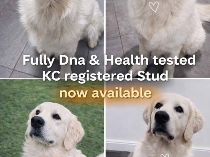 Fully DNA clear ict 1&2 clear kc stud!!