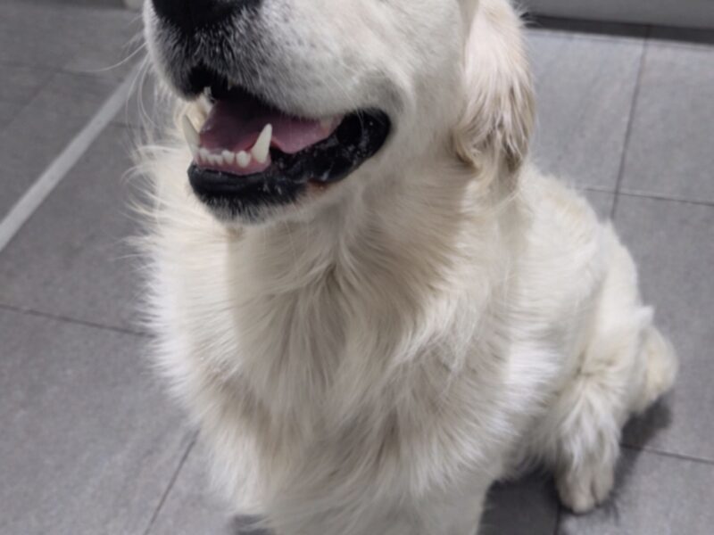 Fully DNA clear ict 1&2 clear kc stud!!